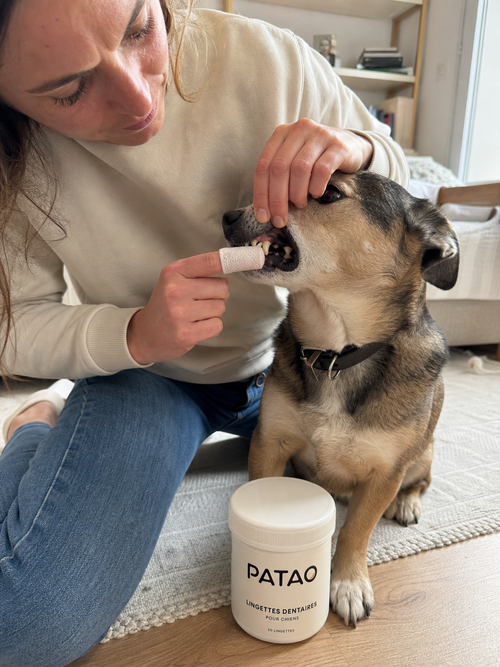 1 COFFRET Lingettes dentaires pour chien